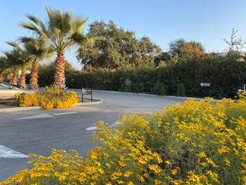 Tagetes lemmonii 'Compacta'