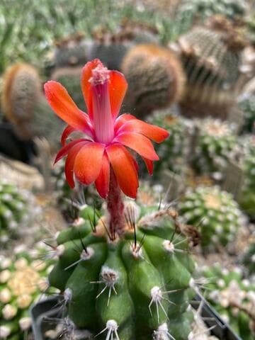 Matucana tuberculata