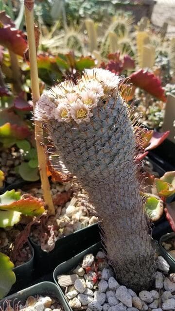 Mammillaria perezdelarosae
