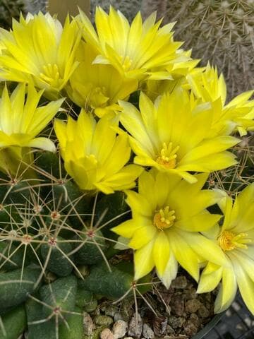 Mammillaria longimamma