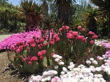Opuntia basilaris x O. macrocentra