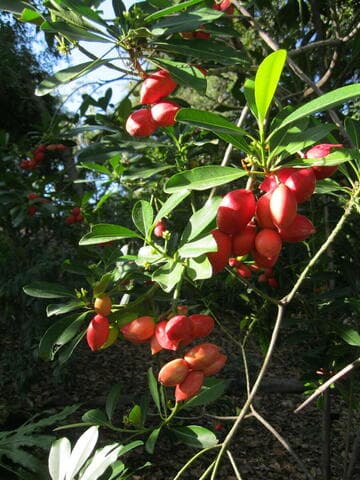 Ochrosia elliptica var. macrocarpa