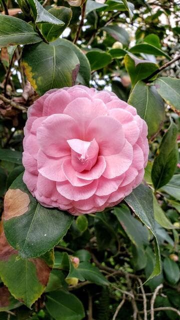 Camellia japonica 'Donnan's Dream'