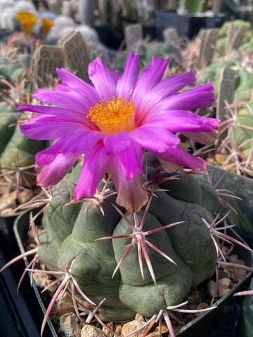 Thelocactus heterochromus