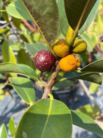 Ficus rubiginosa