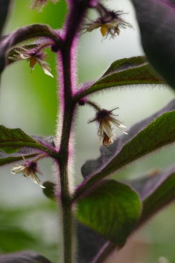 Lycianthes cf. medusocalyx