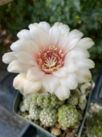 Gymnocalycium bruchii