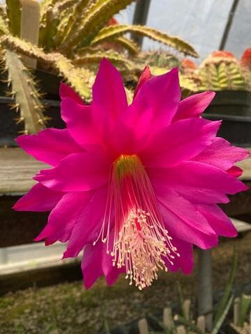 Heliocereus speciosus