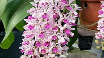 Rhynchostylis retusa