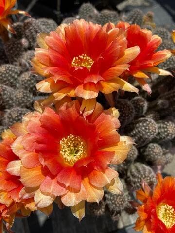 Echinopsis sylvestrii hybrid
