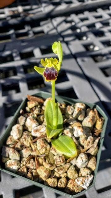 Ophrys fusca
