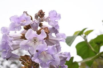 Go to image 13.