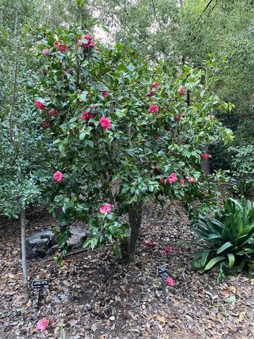 Camellia japonica 'Daikagura' (Great Sacred Dance)