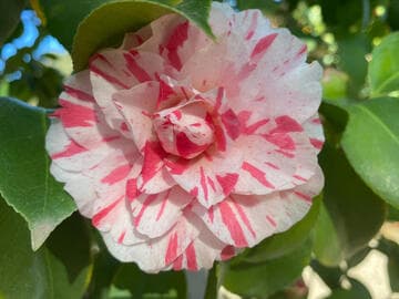 Camellia japonica 'Baronne de Bleichroeder'
