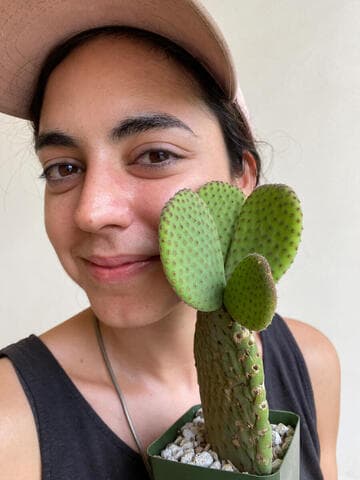 Opuntia microdasys 'Caress'