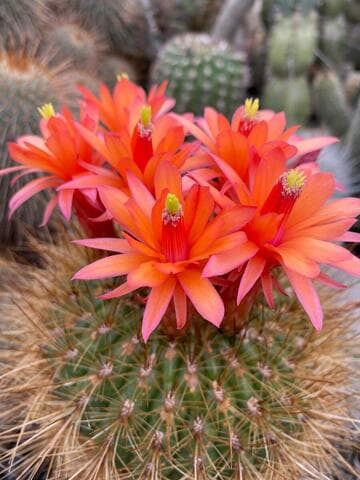 Matucana weberbaueri