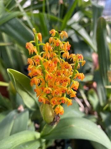 Polystachya paniculata