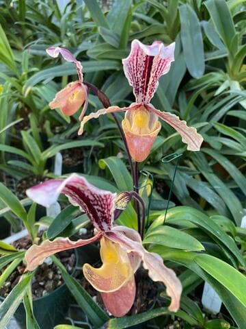 Paphiopedilum barbigerum var. sulivongii