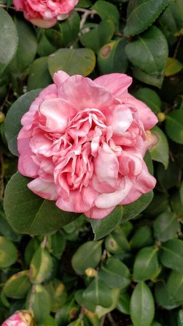 Camellia japonica 'Moss Point Variegated'