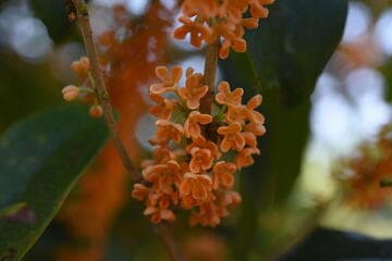 Osmanthus fragrans var. aurantiacus