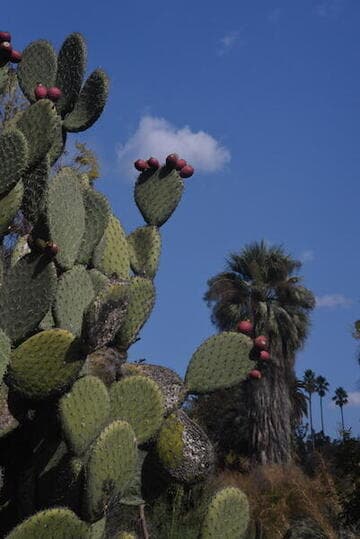 Opuntia streptacantha