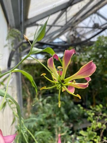 Gloriosa superba