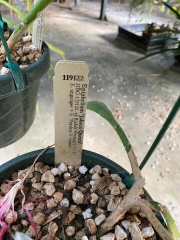 Epiphyllum 'Jalisco Queen'