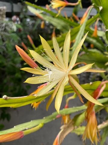 Disocactus macranthus