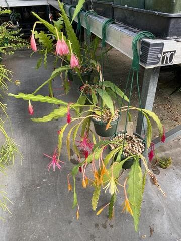 Epiphyllum 'Jalisco Starlight'
