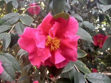 Camellia 'Arbutus Gum'