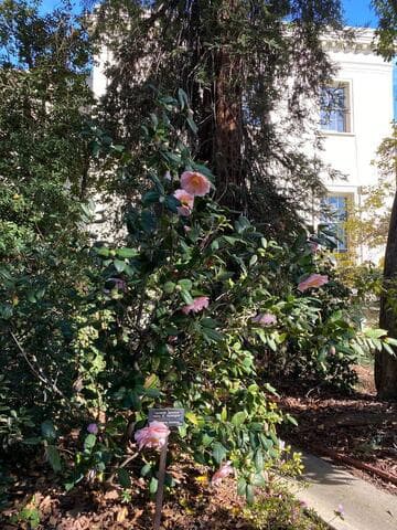 Camellia japonica 'Henry E. Huntington'