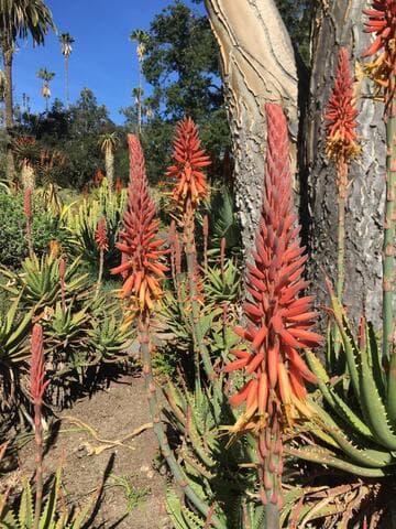 Aloe arborescens x A. erinacea