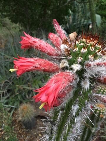 Borzicactus fieldianus