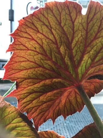 Begonia cf. sericoneura