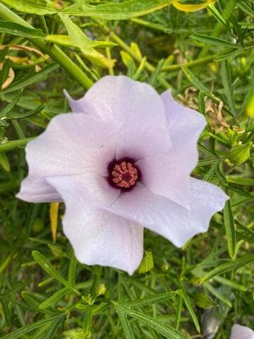 Alyogyne 'Lady Barbara Rose'