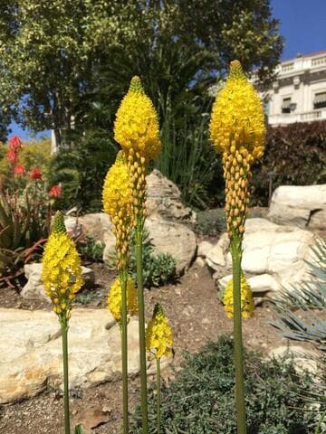 Bulbinella floribunda