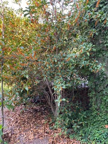 Osmanthus fragrans var. aurantiacus