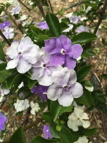 Brunfelsia pauciflora 'Eximia'