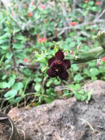 Boucerosia frerei x Apteranthes europaea