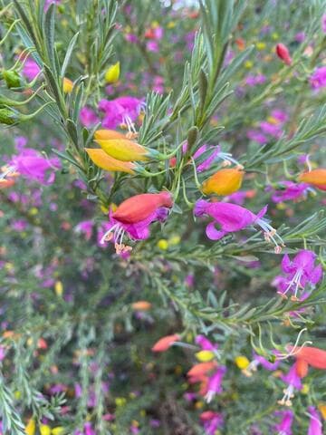 Eremophila racemosa