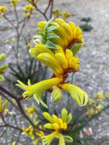 Anigozanthos 'Gold Velvet'