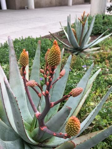 Aloe capitata var. gneissicola