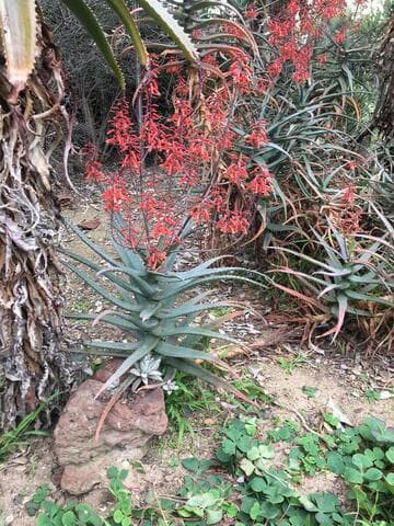 Aloe cf. divaricata