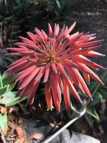 Aloe mitriformis