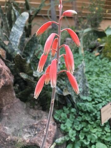 Aloe parvula