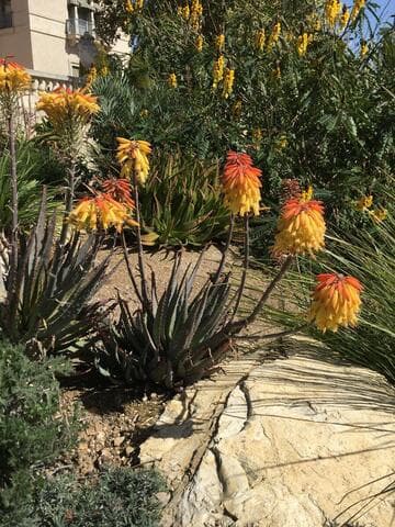 Aloe humilis x A. capitata
