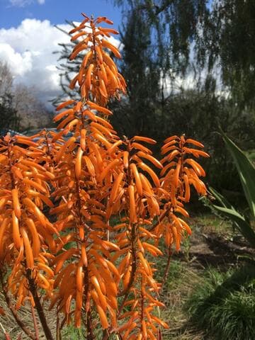 Aloe 'Jacob's Ladder'