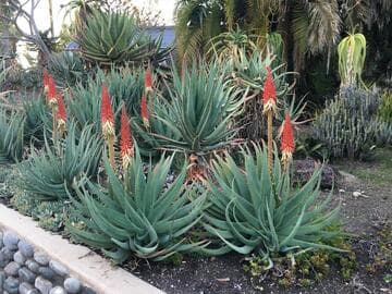 Aloe 'The Torch Bearers'