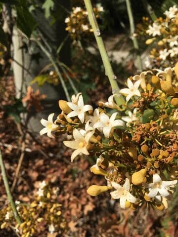 Brachychiton australis