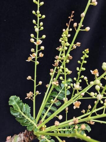 Boswellia sacra